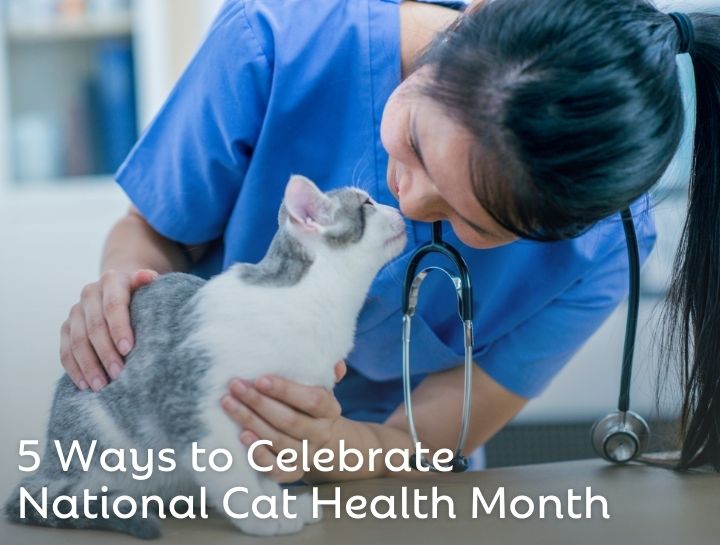 Five Purrfect Ways to Celebrate National Cat Health Month