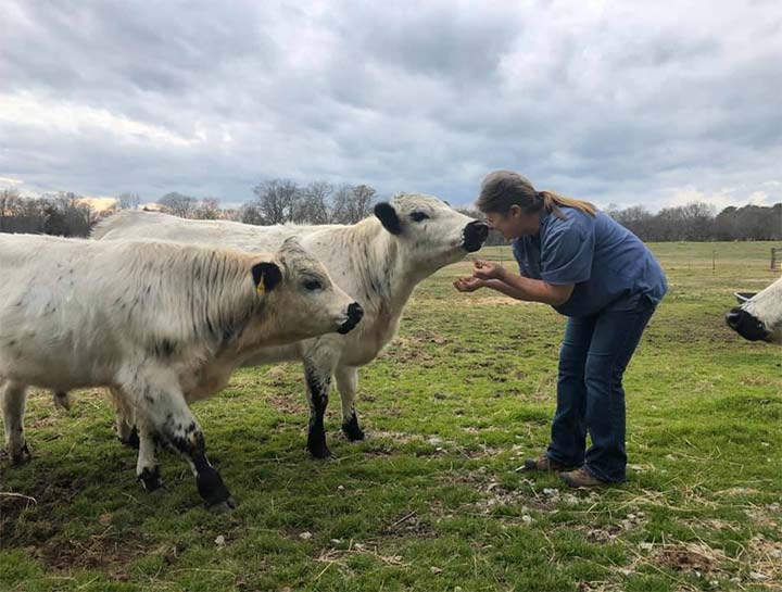 Cattle vet cheap near me